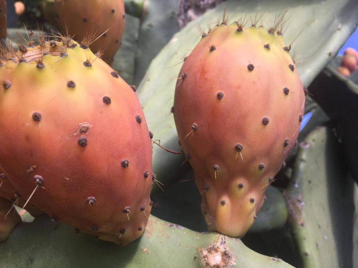 Il Giardino Degli Agrumi Καζέρτα Εξωτερικό φωτογραφία