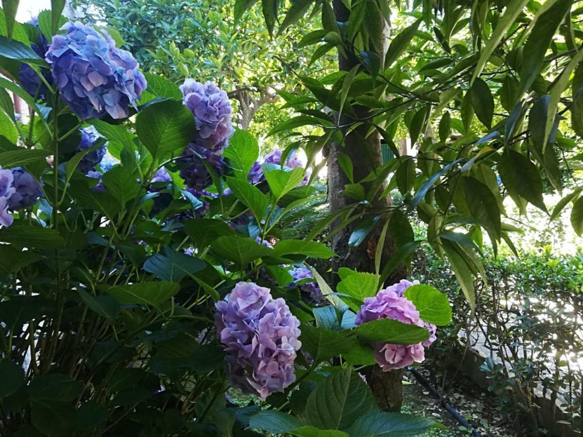 Il Giardino Degli Agrumi Καζέρτα Εξωτερικό φωτογραφία